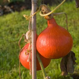 Expose squashes and pumpkins to the sun so that they ripen as fully as possible before you pick them.