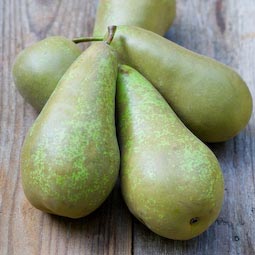 This month sees the first of the late-season pears, such as this ‘Conference’.