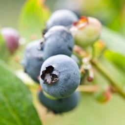 ‘Brigitta’, ‘Chandler’, and ‘Ozark Blue’ are varieties that should still be cropping in September.