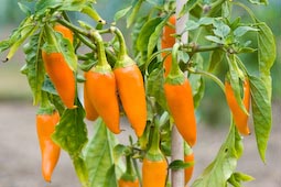 Chillies will keep ripening well into September, particularly if we get a warm, dry Indian summer.