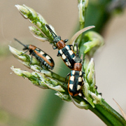 100519_007_asparagus_beetle_large