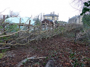 Hedge laying and dung heap find!