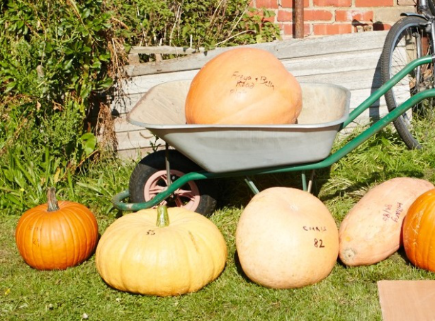 AS pumpkin 614 AS pumpkin 614