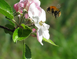 Time flies, bees and herons