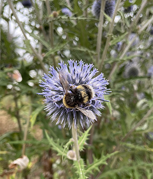 Drought watering, bees, frog