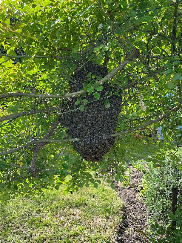Bee swarms