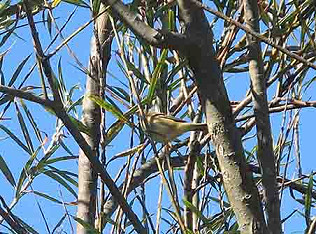 Rescue Mission and Monkfish