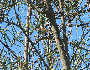 Bird tally and Pollinator Patch