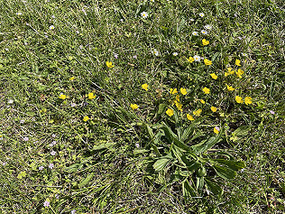 The Grass is Greener...