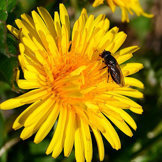 You say, 'Weeds'....