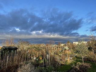New shoots, in the mild midwinter