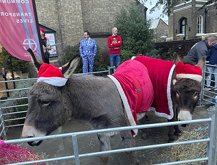 Little Donkey, mahonia and Season's greetings