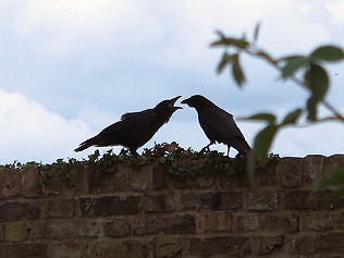 The Changing Seasons Cycle Game