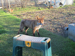 The Plight of Foxes on RPA site