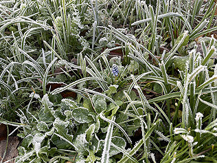 Bees, Birds and Frosts