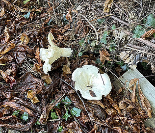 Fungi September