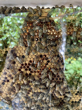 Bees knees, No Mow May