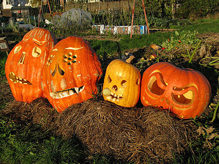 Hallowe'en Dig/no dig