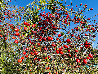 Flowers, Crabs, Workparty