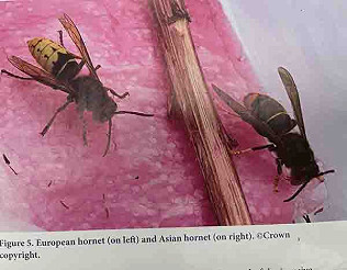 Hornet threat