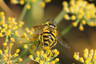 National Allotments Week