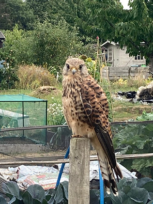 Netting and Bee Forage