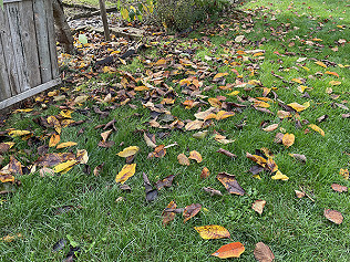 The autumn leaves....