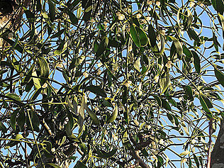 Mistletoe, holly and ivy too...