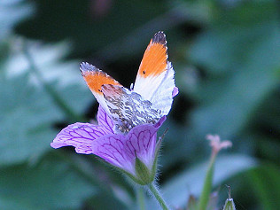 Butterflies, bees and hungry heron...