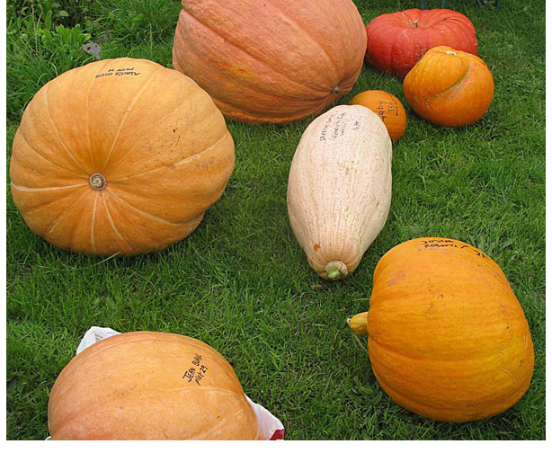 Produce show Pumpkins b Produce show Pumpkins b