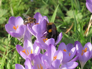 Bring in the Pollinators!