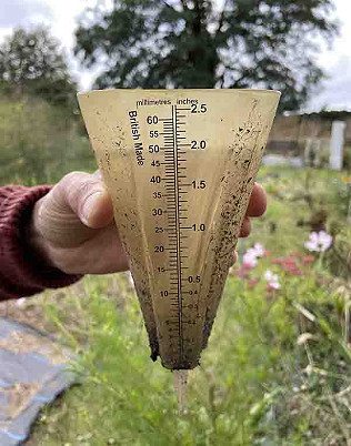 September rain and ivy