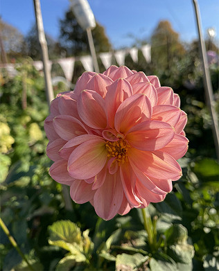 Dahlia delights