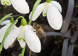 Shoots of spring, native hedge and wildlife area plantings