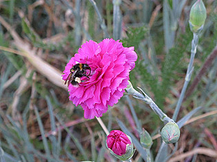Bees, cinnabar moths and Squirrel Nutkin