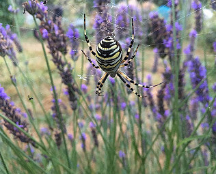 Wasp spider, peacocks and bees