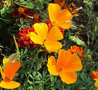 Self seeders are a go..!