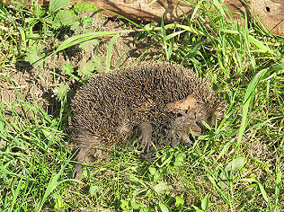 Dead hedgehog very sad