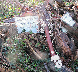 Let's hear it for lichen!