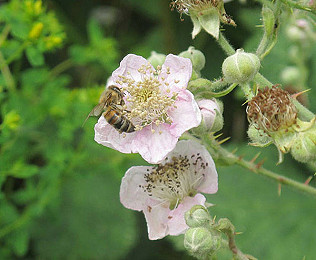 World Bee Day, May and loveliest of seasons...