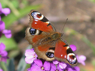 What is this life, if full of care...