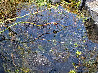 Frogspawn!