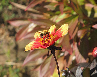 Bees and autumn webs