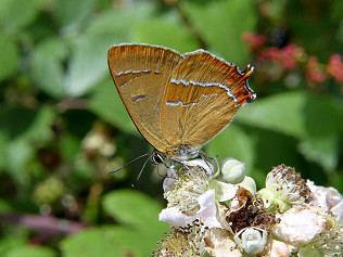Exciting news - Brown Hairstreak butterfly