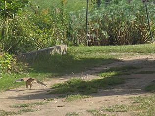 Sandbath time for juvenile kestrel