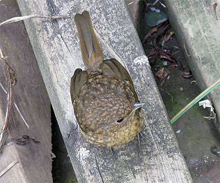 Juvenile robin opportunist, Painted Ladies, Red Admirals and flower patch