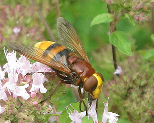 Hornet mimic hoverflies
