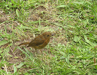 Fledglings alert! Pollinator patch and Bob's poppy