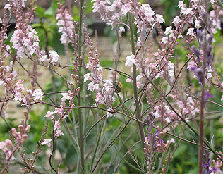 What Has Gardening For Wildlife Ever Done for Me?