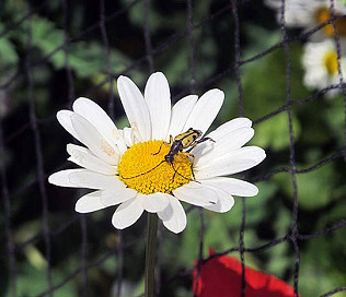Black and yellow longhorn beetle